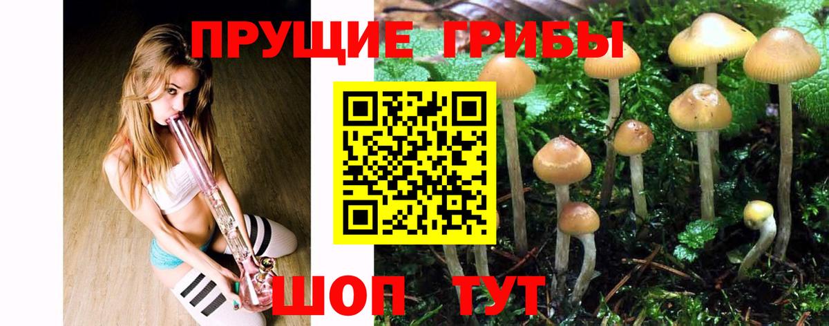Горно-Алтайск  Псилоцибиновые грибы Cubensis  Галлюциногенные грибы прущие грибы  Вход с VPN 